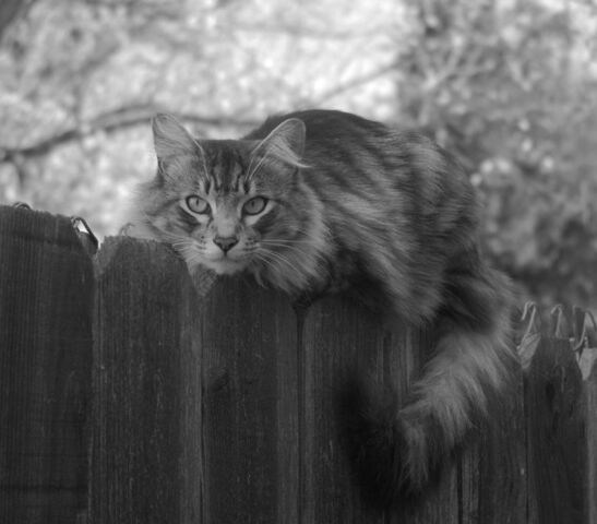 File:Beelzebub.jpg
