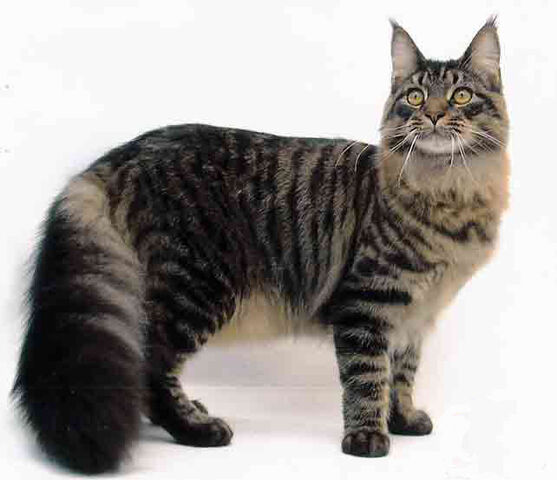 File:Shadowfax.jpg