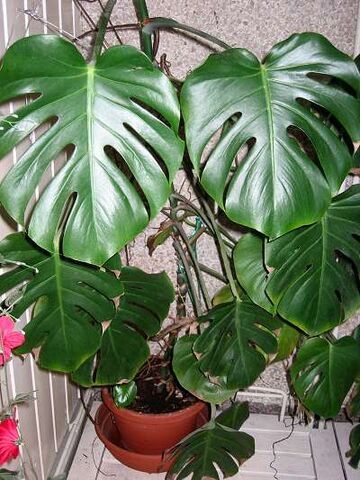 File:Monstera deliciosa.jpg