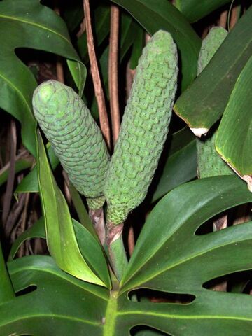 File:Monstera deliciosa fruits.jpg