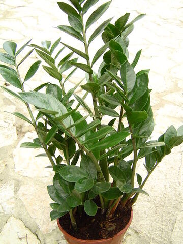 File:Zamioculcas zamiifolia.jpg