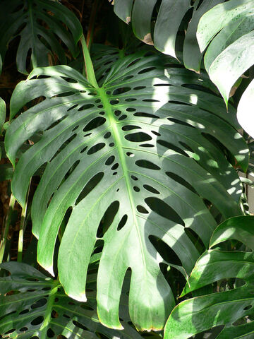File:Monstera deliciosa leaf.jpg