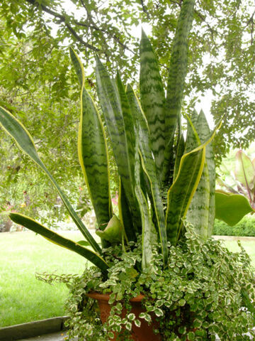File:Sansevieria trifasciata.jpg