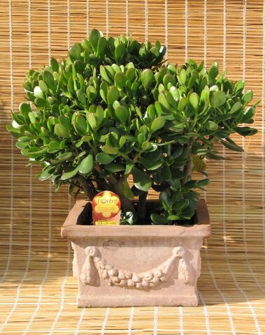 File:Crassula ovata.jpg