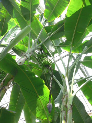 File:Musa acuminata.jpg