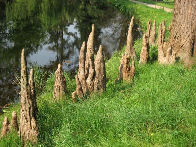 File:Aerating roots of Taxodium ascendens 'Nutans'.jpg