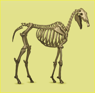 File:Skeleton.PNG