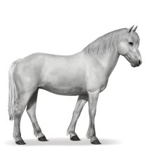 Neufundland Pony.Hellgrau