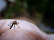 Mosquito-bite