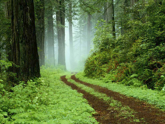 File:Forest.jpg