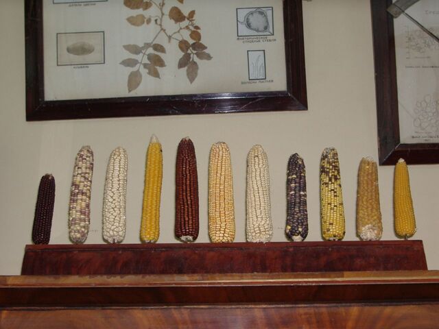 File:Vavilov diversity.jpg