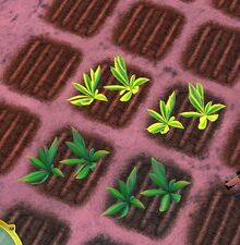 SOD-DragonNip1