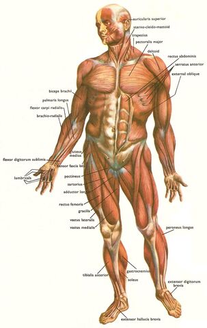 Fil:Humanbody.jpg