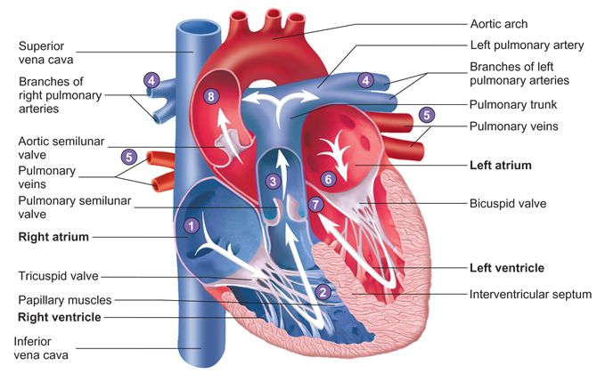arteria pulmonalis