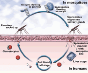 Malaria.gif