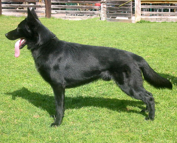 Datei:SchwarzerSchäferhund.jpg