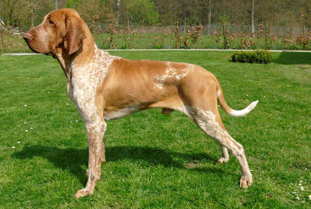 Datei:BraccoItaliano.jpg