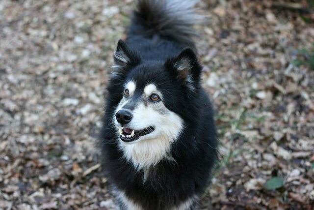 Datei:FinnischerLapphund.jpg