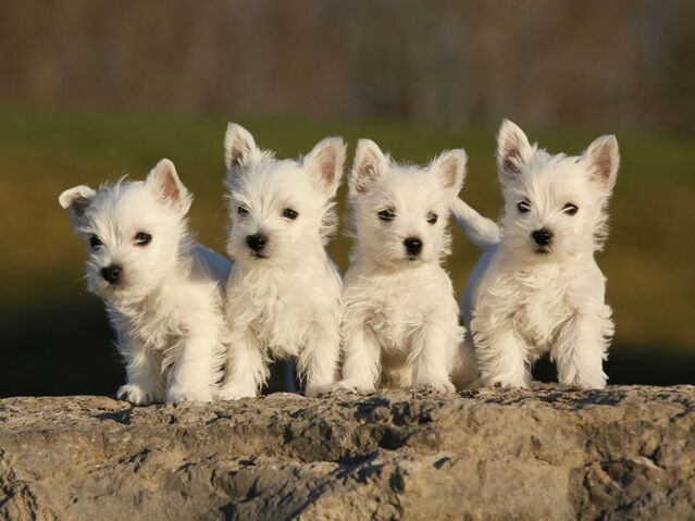 Datei:WestHighlandWhiteTerrierWelpen.jpg