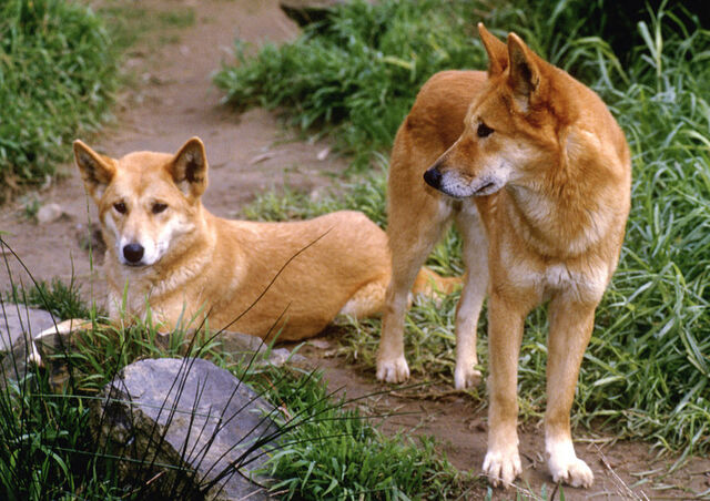 Datei:Dingo huge.jpg
