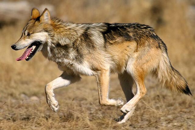 Datei:Mexikanischer wolf.jpg