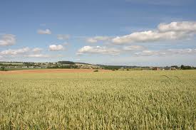 File:Wheat Field.jpg