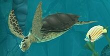 TURTLE