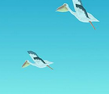 Pelican