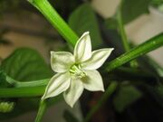 Yellow Pepper Flower