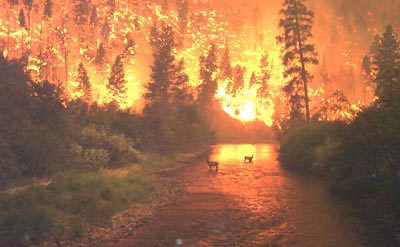 File:Wildfire-deer.jpg