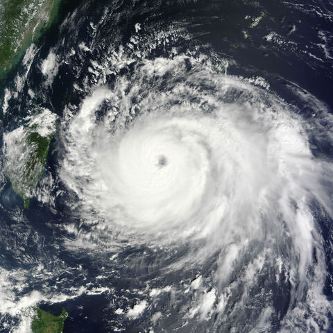 File:Fern.2020.jpg