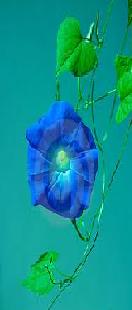 File:Blueflower.jpg