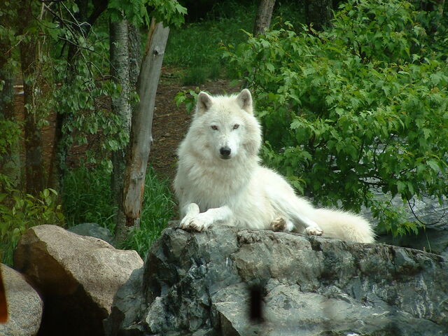 File:Whitewolf.jpg