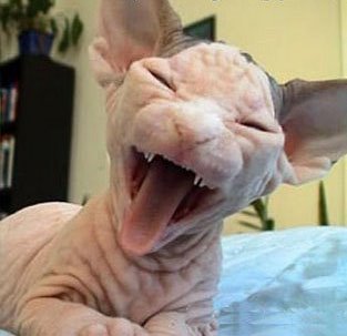 File:Foto gato engracado.jpg
