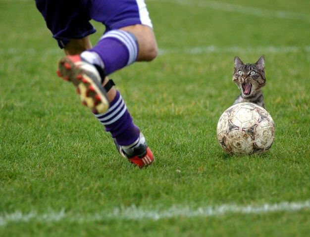 File:Funny-Mill-Funny-Cats-Collection-pic-21.jpg