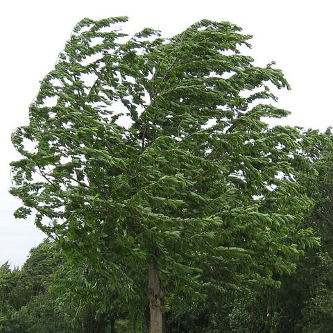 File:18w.jpg