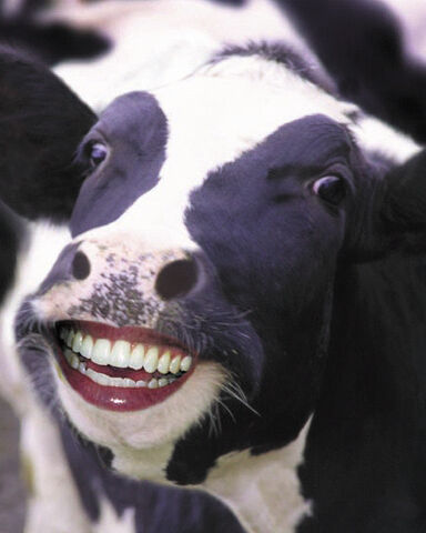 File:Neves pet!.jpg