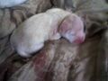 Thumbnail for version as of 22:40, November 1, 2011