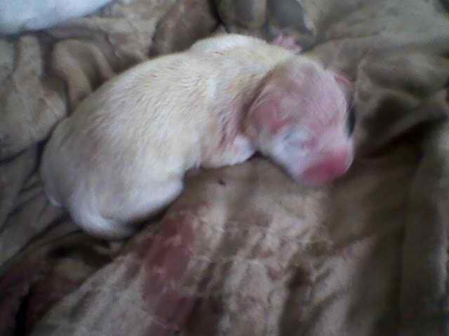 File:Pupp1.jpg