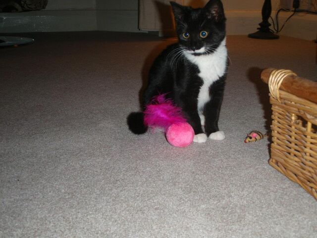 File:Tinkerbell.jpg