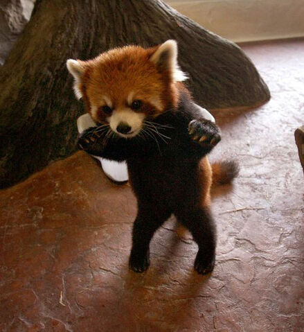 File:Adorable baby panda.jpg