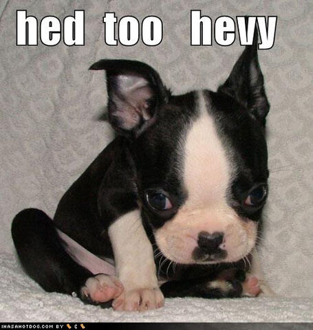 File:Hed-too-heavy-cute-puppy-lo.jpg