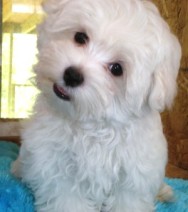 File:Small dog.jpg