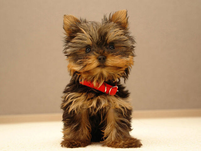 File:Teacup-Yorkie-Puppies.jpg