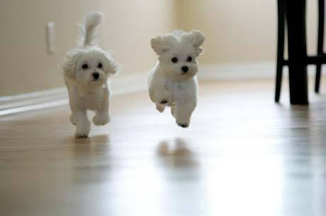 File:Puppies2.jpg