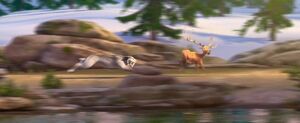 Shira chasing gazelle