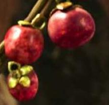 File:Stinky Fruit.jpg
