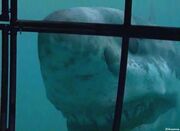 Megalodon