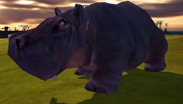 File:Hippopotamus.jpg