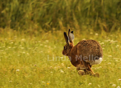 Runaway-hare1